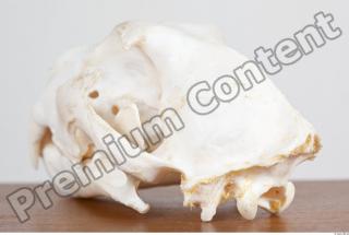 Skull photo reference 0058